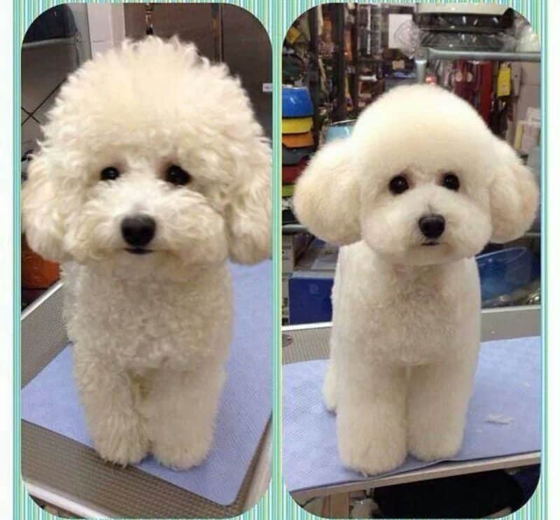 como cuidar el pelo del Caniche Toy