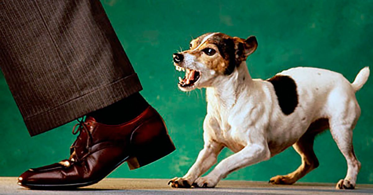 como hacer que mi perro ladre a extraños