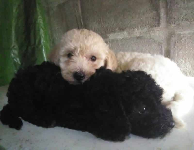 cuando cruzar a un Caniche Toy