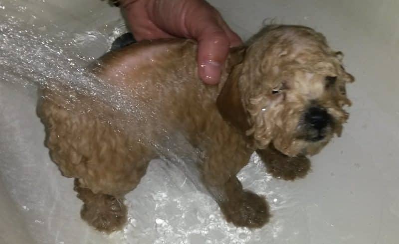 cuidados del Caniche Toy