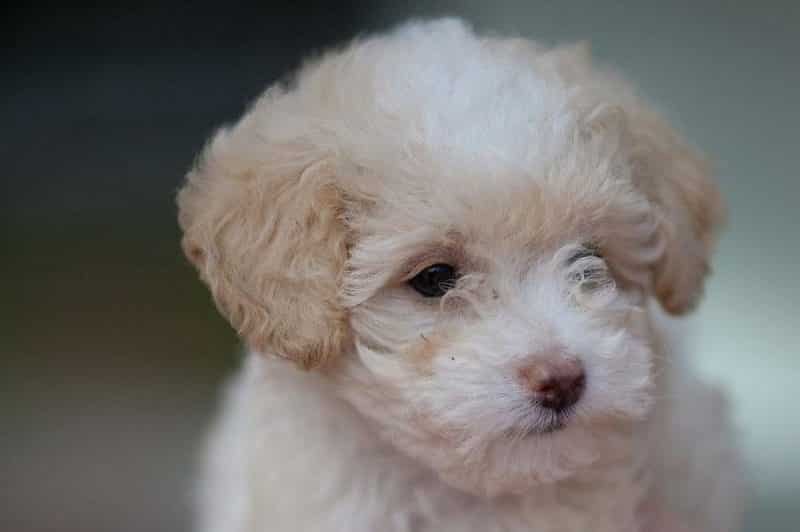 dificultades en los huesos del Caniche Toy