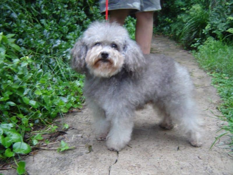 ejercicios del Caniche Toy