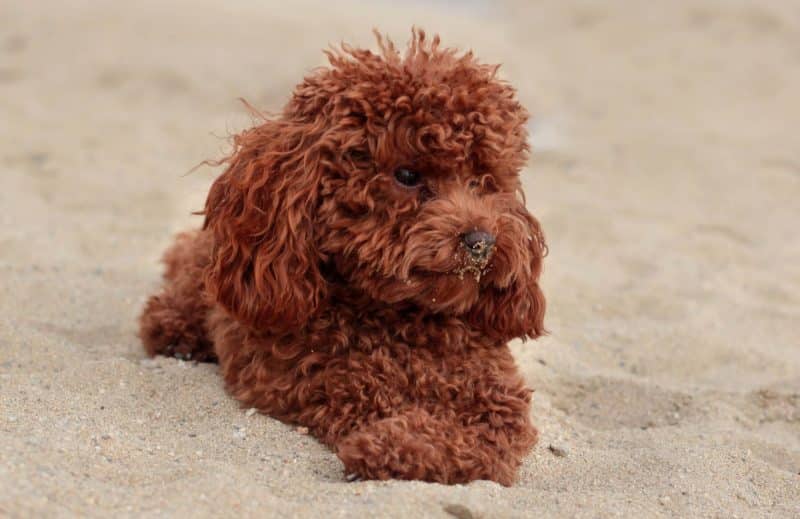 esperanza de vida del Caniche Toy