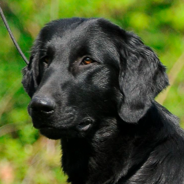 float coated retriever raza perro