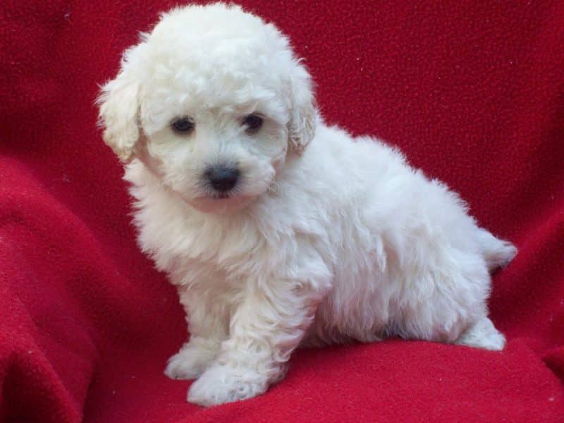 imagen de Caniche Toy sobre una manta roja