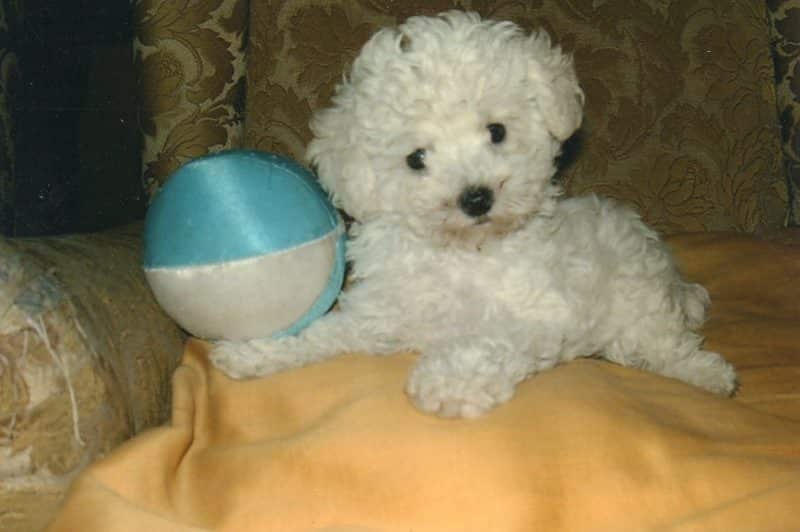 juguetes ideales para el caniche toy