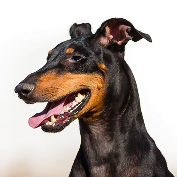 manchester terrier raza perro