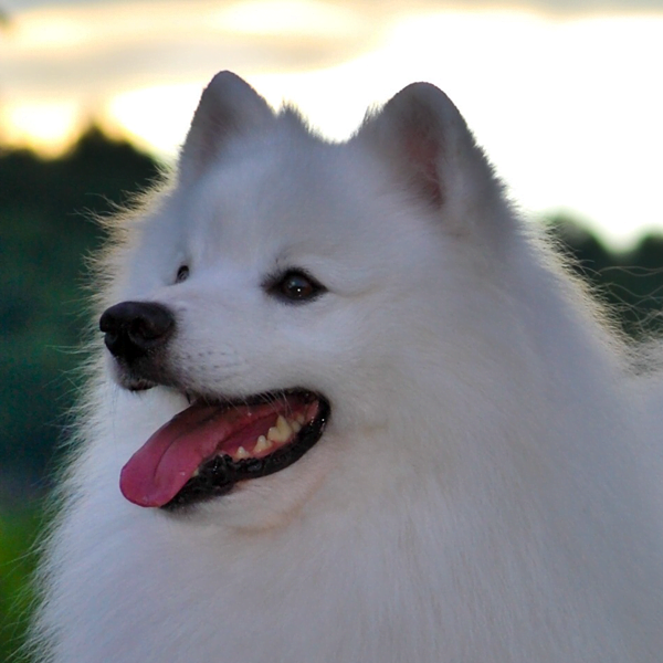 perro esquimal americano raza perro