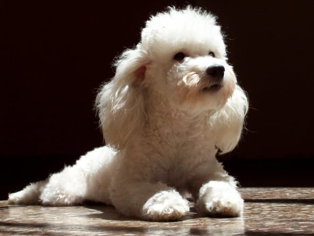 problemas visuales del Caniche Toy