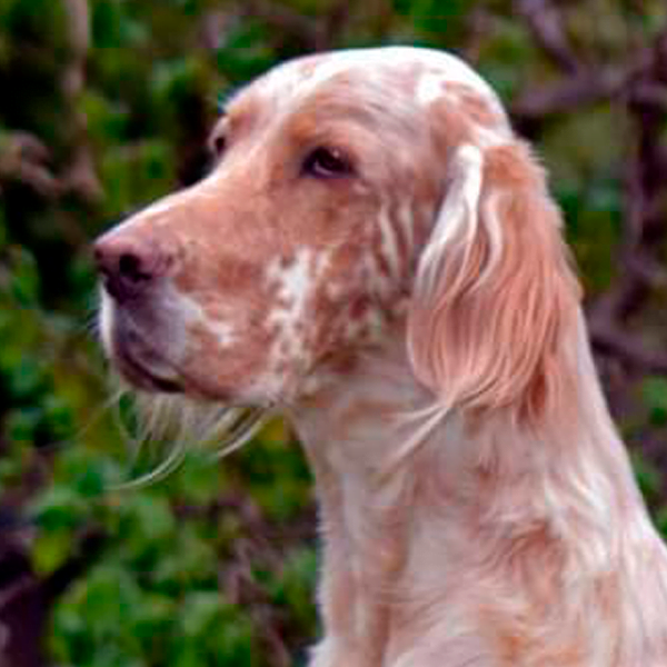 Todo Sobre El Perro Setter Inglés: Precios, Tipos, Carácter, Cuidados ...