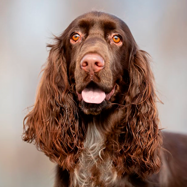 spaniel de campo raza perro