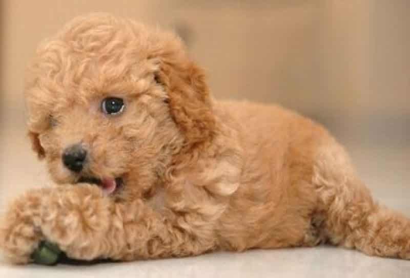 tipos de caniche toy