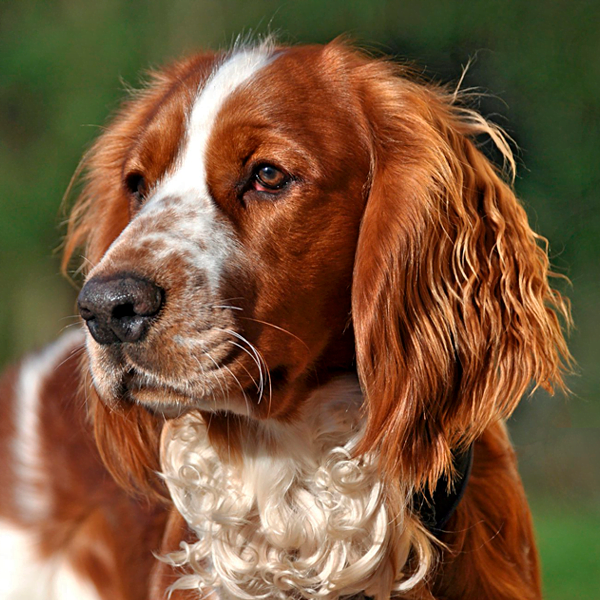 welsh springer spaniel raza perro thumbnail