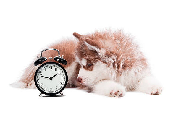 cachorro mirando un reloj