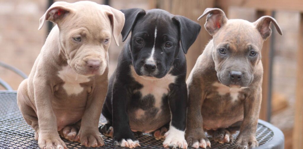 cachorros del pitbull