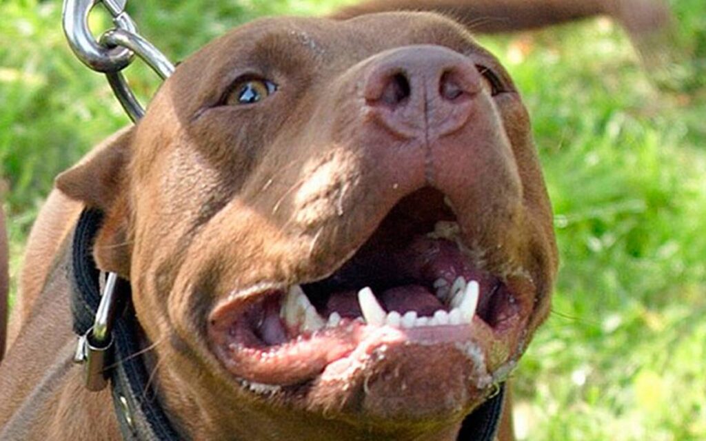 carácter del pitbull