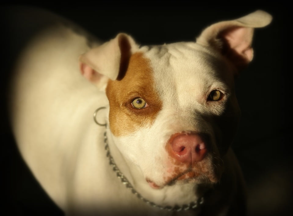 características del pitbull
