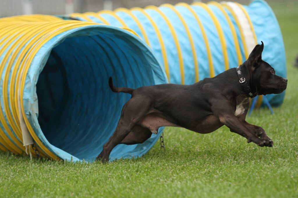 como adiestrar a un pitbull