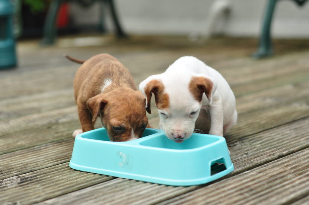 como alimentar a un pitbull