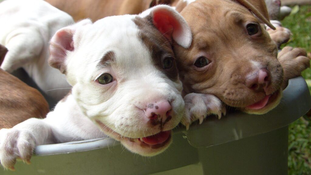 consejos para comprar un pitbull