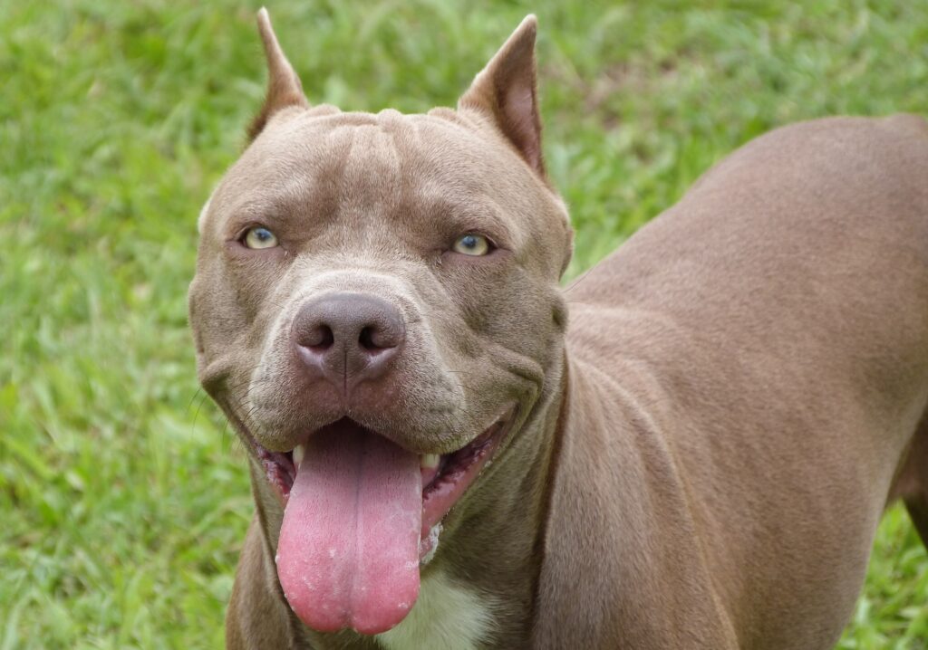 consejos para criar un pitbull