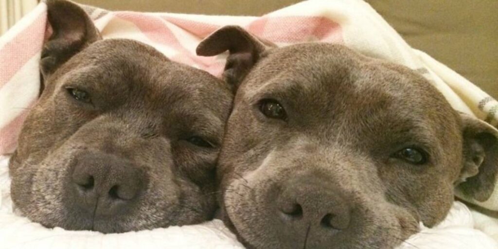 cuando cruzar a un pitbull