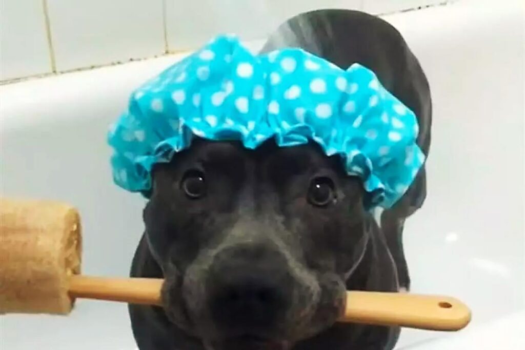 higiene de un pitbull