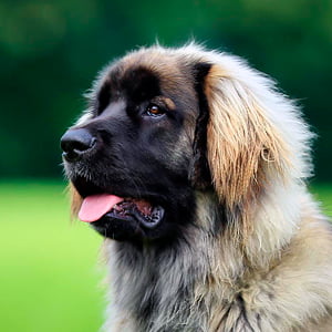 leonberger contemplando la inmensidad