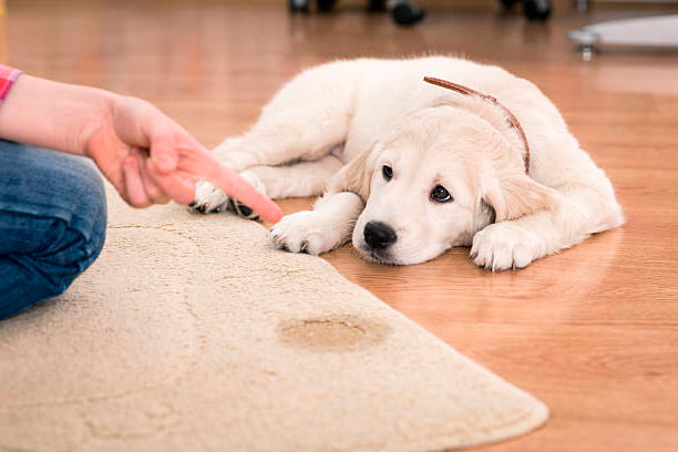 mi perro se mea en casa y antes no lo hacía
