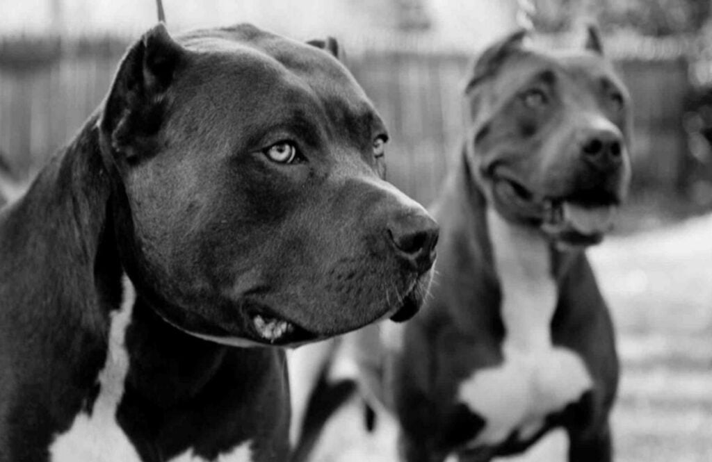 orígenes del pitbull