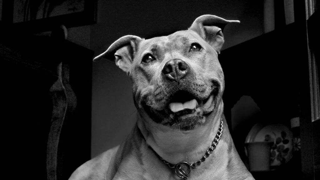 orígenes del pitbull 2