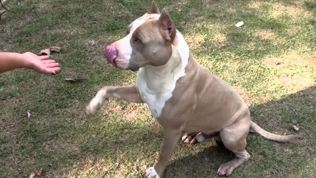 otros nombres del pitbull