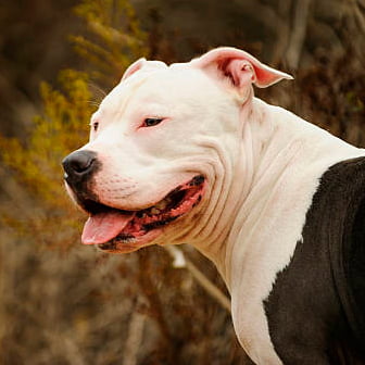 pitbull observando la inmensidad