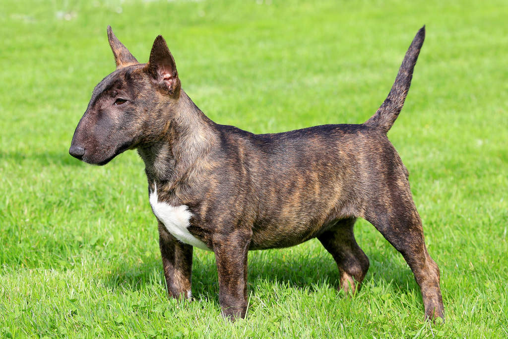 raza bull terrier