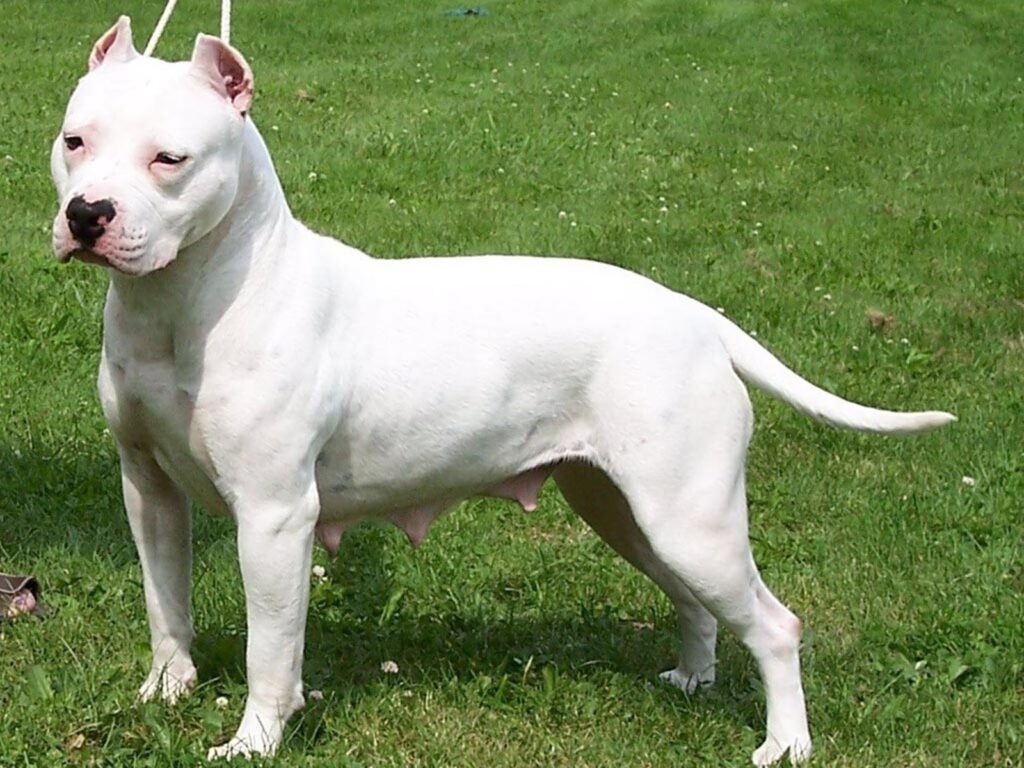 raza pitbull cobra