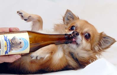 Kwispelbier para perros