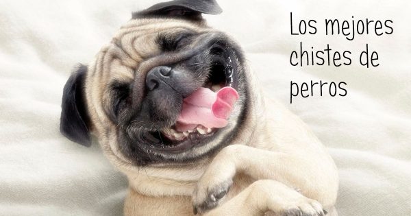 chistes sobre perros