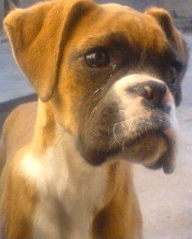 perro boxer