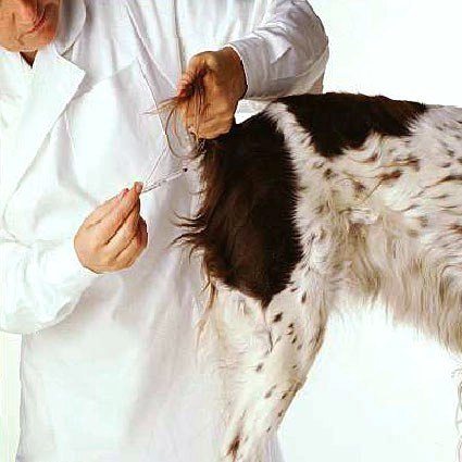 perro con termometro