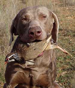 perro de caza significado de perro