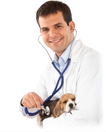 perro y veterinario