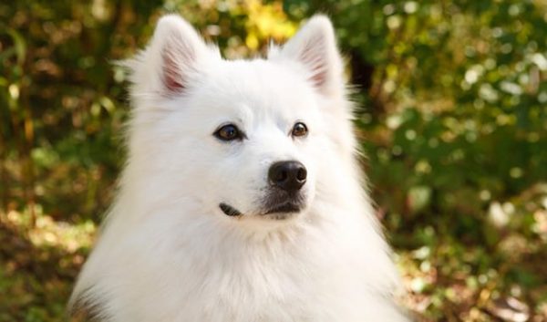 american eskimo razas de perros pequeños para tener en casa