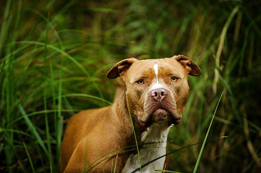 american pitbull terrier