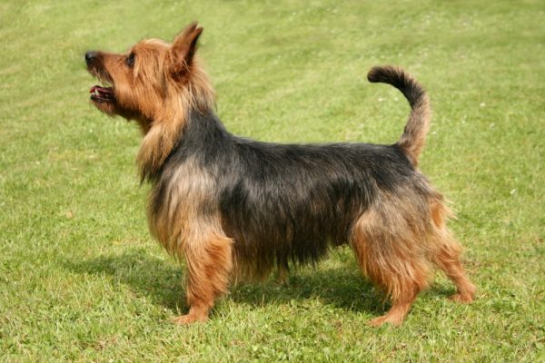 zas de perros pequeños para tener en casa
