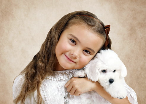 bichon frise razas de perros pequeños para niños