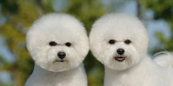 bichon frise razas de perros pequeños para tener en casa