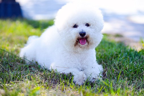 bichon frise razas de perros pequeños precios