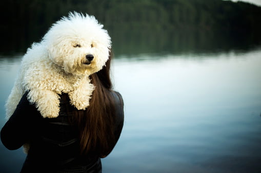 bichon frise razas de perros pequeños y cariñosos