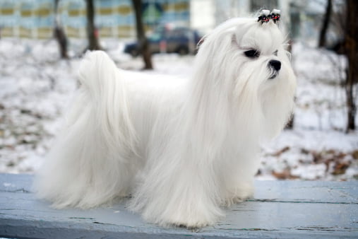bichon maltes razas de perros pequeños precios
