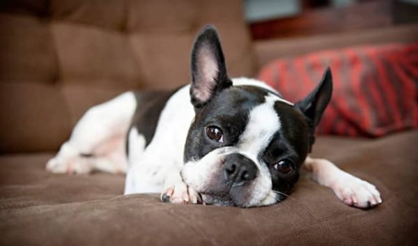 boston terrier razas de perros pequeños de pelo corto